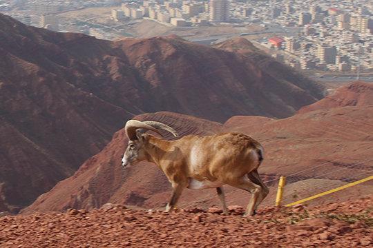 رهاسازی بزهای کوهی در پارک طبیعت عینالی