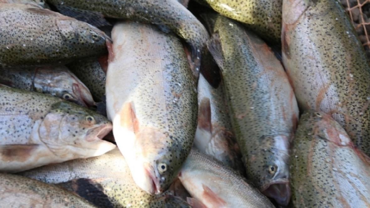 تولید 50 درصد ماهیان خوراکی در استخرهای ذخیره آب کشاورزی استان اصفهان